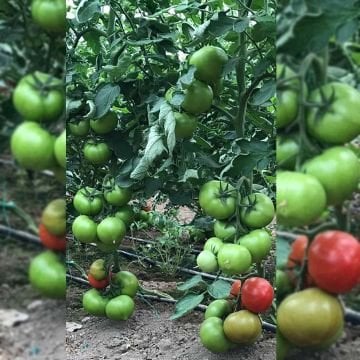 Kratos F1 Domates Fidesi