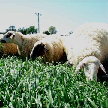 İtalyan Çimi Süt Otu Tohumu 15 Kg
