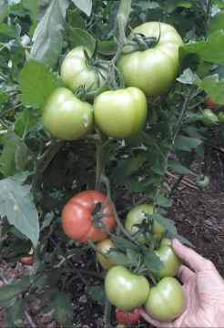 Sindy F1 Pembe Domates Fidesi