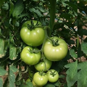 Sindy F1 Pembe Domates Fidesi