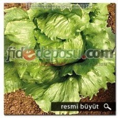 Nurtopu İceberg Marul Fidesi