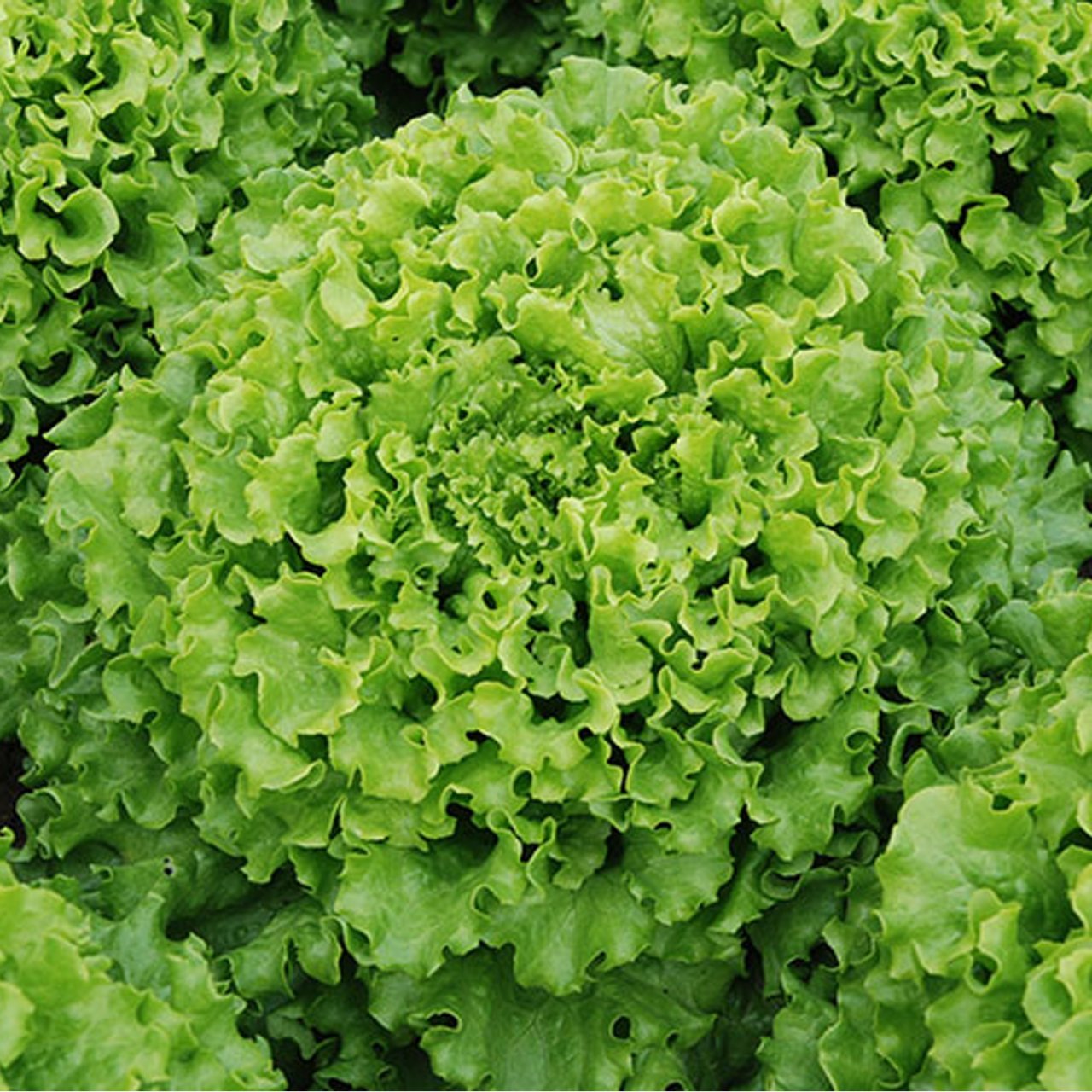 Caipira (Şakira)Kıvırcık Kaplı Marul Tohumu