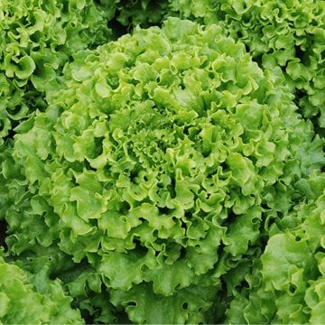 Caipira (Şakira)Kıvırcık Kaplı Marul Tohumu