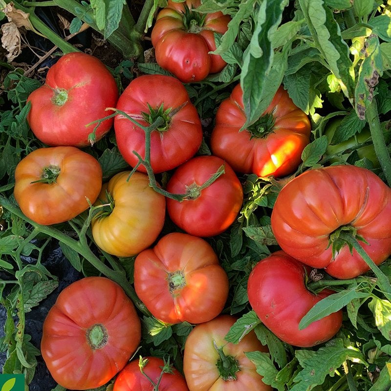 Pembe Köy F1 Domates Fidesi Koli Seç (216 adet)