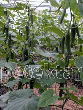 PTK 40 Badem Tipi Hıyar Fidesi