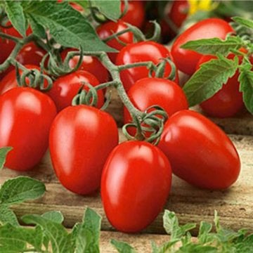 RioGrande Salçalık Sofralık  Domates Fidesi