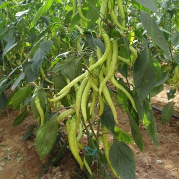 Sarışın F1 Çorbacı Sarı Sivri Biber Fİdesi