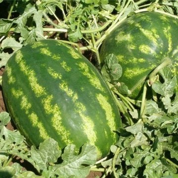 Avira F1 Karpuz Tohumu 1.000 Adet