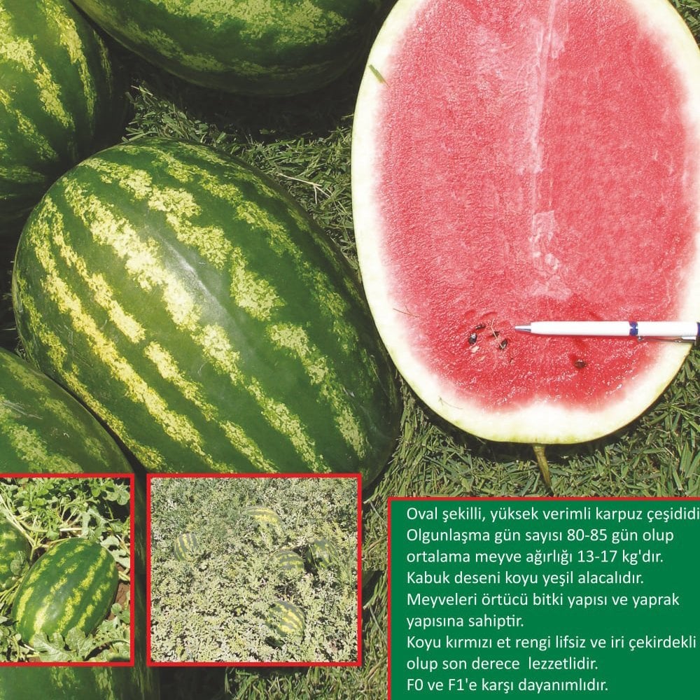 Avira F1 Karpuz Tohumu 1.000 Adet