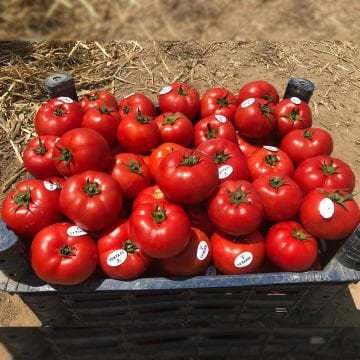 Yekta F1 Oturak Domates Tohumu 1000 Adet