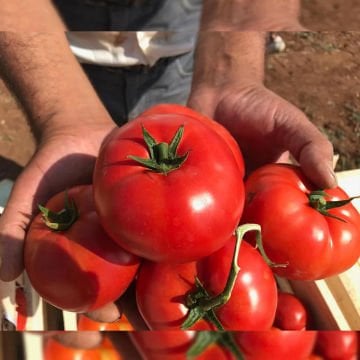 Yekta F1 Oturak Domates Tohumu 1000 Adet