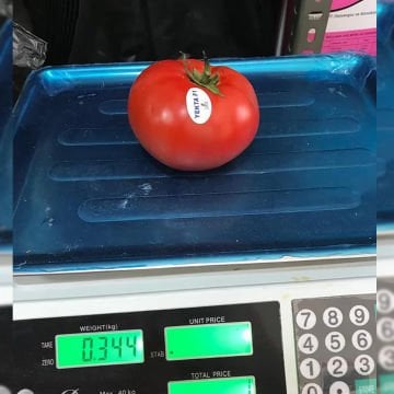 Yekta F1 Oturak Domates Tohumu 1000 Adet