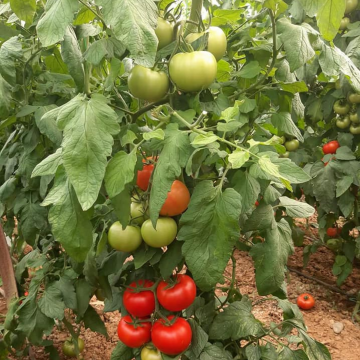 Şimşek F1 Domates Fidesi