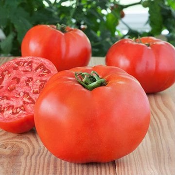 Beef 90 F1 Beef Domates Fidesi