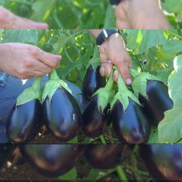 Toraman F1 Topan Patlıcan Fidesi