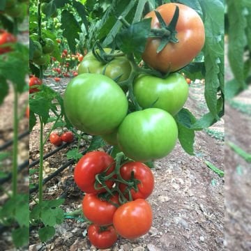 Kızılkaya F1 Domates Fidesi