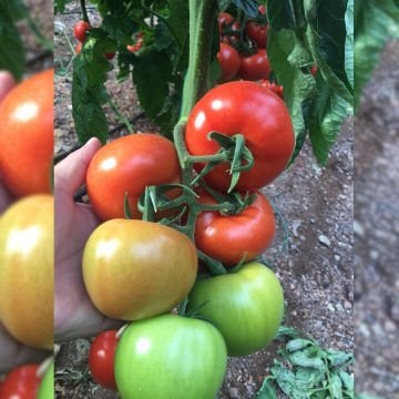 Kızılkaya F1 Domates Fidesi