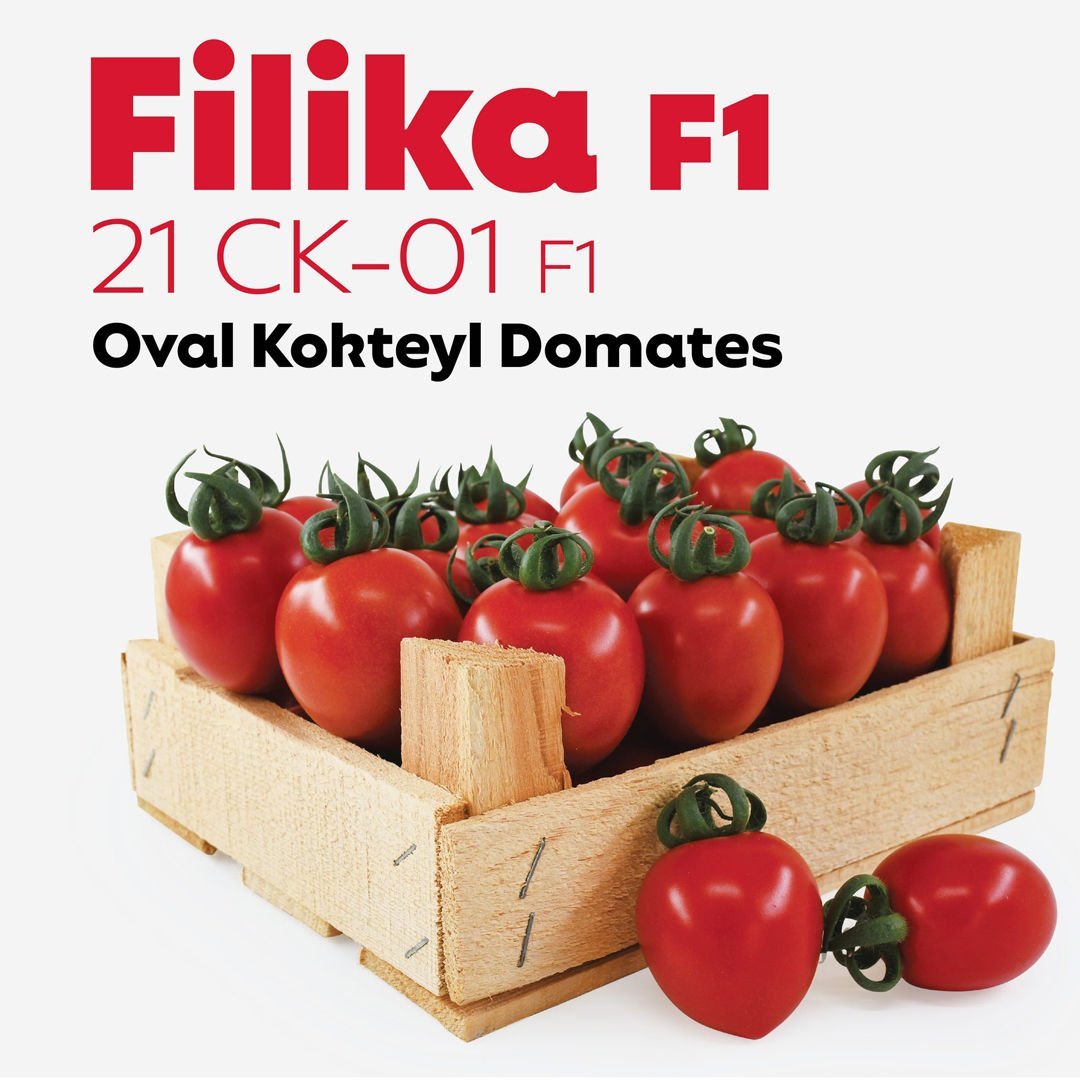 Filika F1 Oval Kokteyl Domates Fidesi