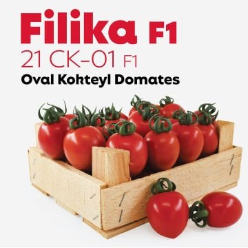 Filika F1 Oval Kokteyl Domates Fidesi