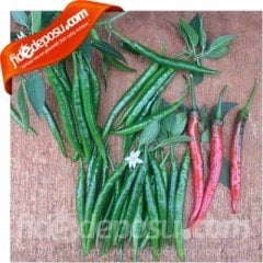 Yerebakan F1 Şili Biberi Fidesi