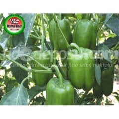 Yurt F1 Dolma Biber Fidesi