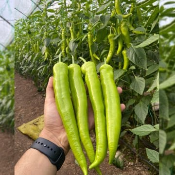 Cazibe F1 Çarliston Biber Fidesi