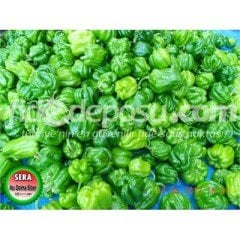 Zerda F1 Acı Dolma Biber Fidesi