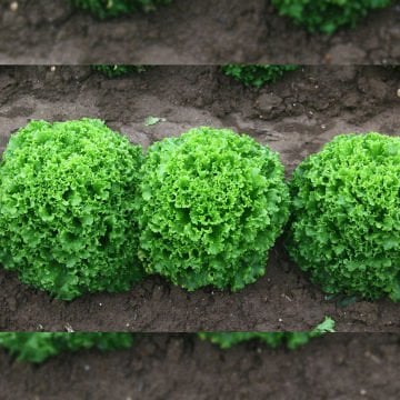 Kanaryole Kıvırcık Marul Fidesi