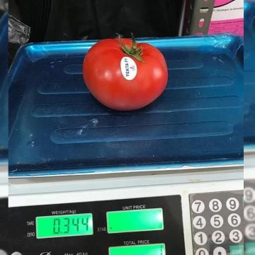 Yekta F1 Oturak Domates Fidesi