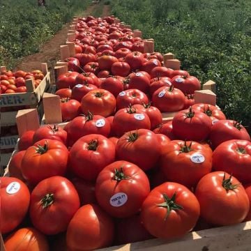 Yekta F1 Oturak Domates Fidesi