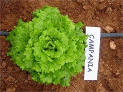 Campania Kıvırcık Marul Fidesi