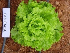 Bohemia Kıvırcık Marul Fidesi