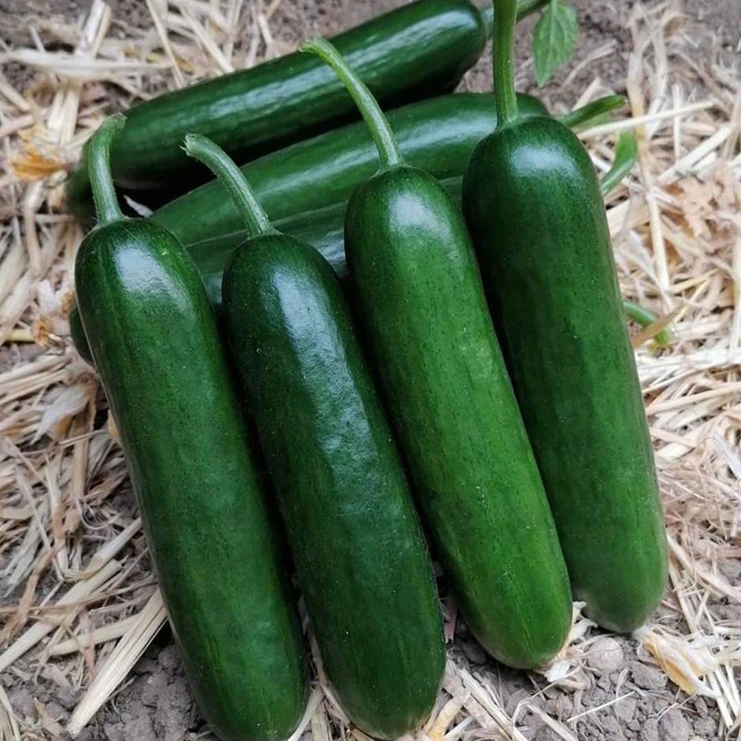 Dumrul F1 Silor Hıyar Tohumu 500 Adet