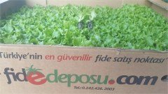 Frisady Kıvırcık Marul Fidesi