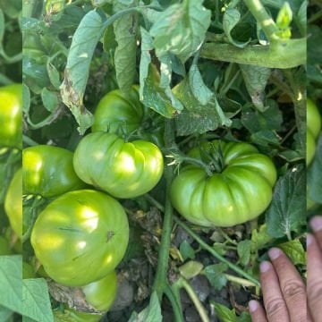 Taşkın F1 Köy Domatesi Tohumu 1000 Adet