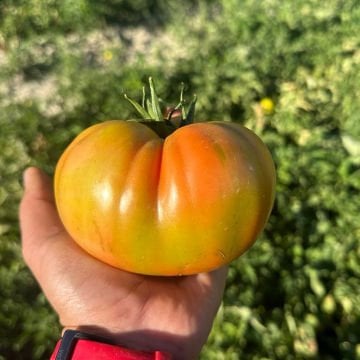 Taşkın F1 Köy Domatesi Fidesi