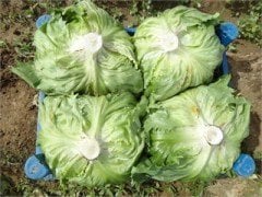 Saula Iceberg Marul Fidesi