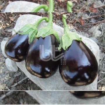 Malkara F1 Topan Patlıcan Tohumu 1000 Adet