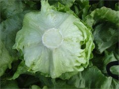 Pedrola Iceberg Marul Fidesi