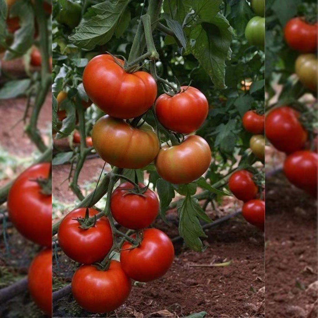 Tybif F1 Beef Domates Fidesi