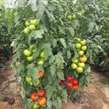 Tybif F1 Beef Domates Fidesi