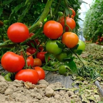 Kanuni F1 İri Domates Fidesi