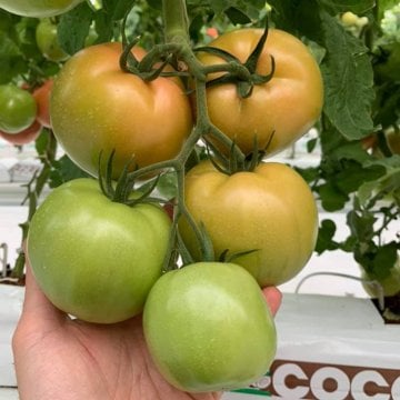 Pembeef F1 Beef Pembe Domates Fidesi