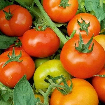 Kupon F1 Oturak Domates Tohumu 1000 Adet