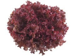 Carmesi Rz Kırmızı Kıvırcık Marul Fidesi