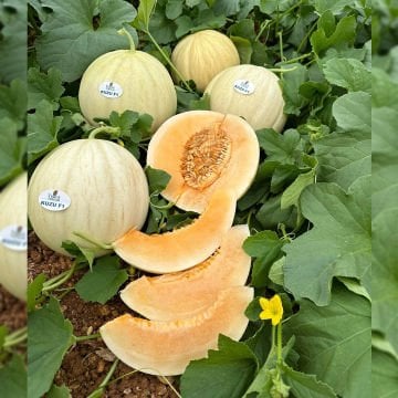 Kuzu F1 Kavun Fidesi