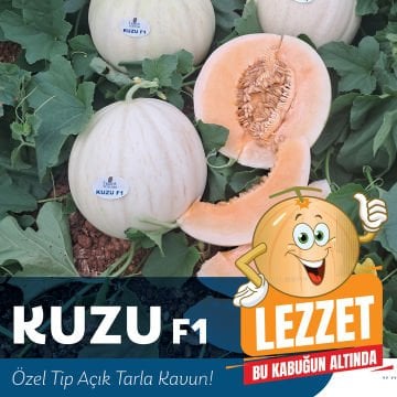 Kuzu F1 Kavun Fidesi