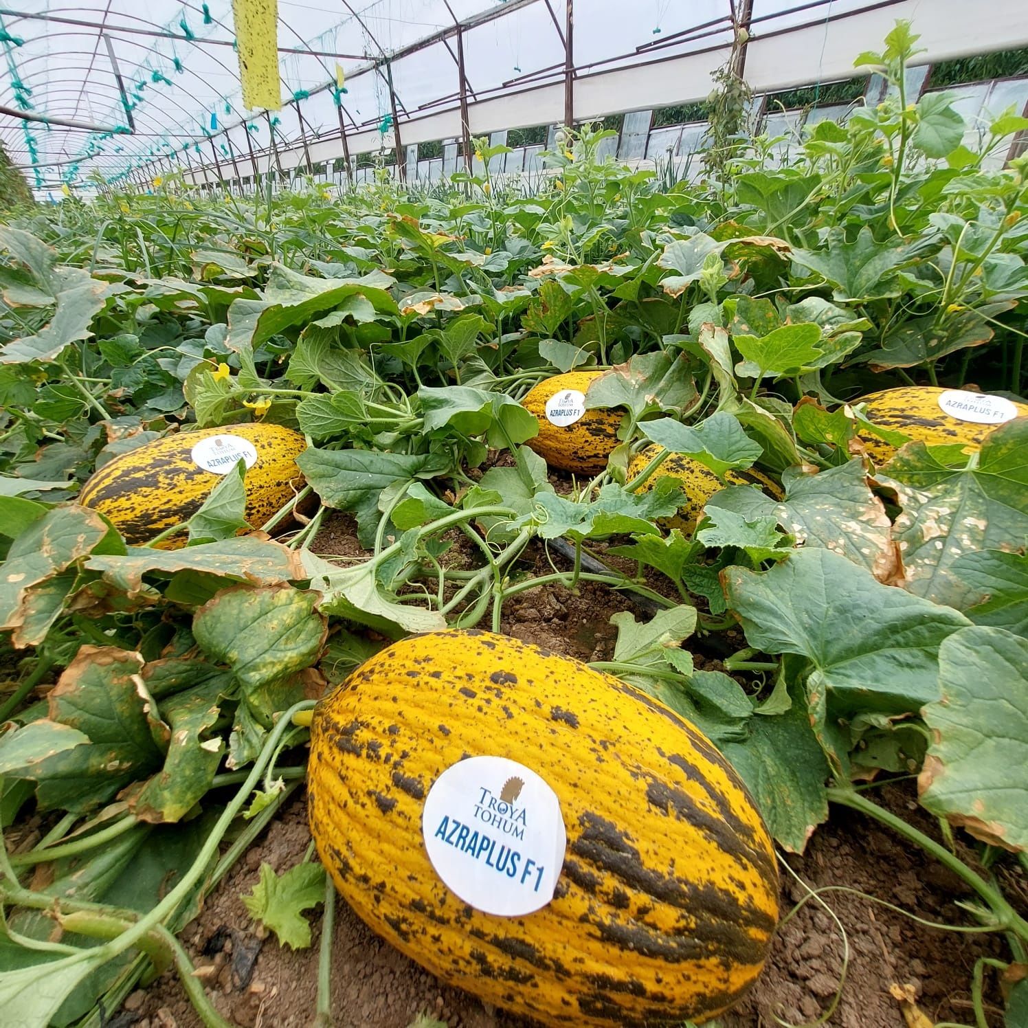 Azra Plus Kırkağaç Kavun Tohumu 1000 Adet