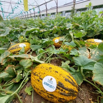 Azra Plus Kırkağaç Kavun Tohumu 1000 Adet