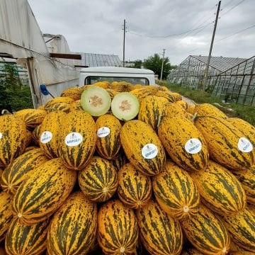 Azra Plus Kırkağaç Kavun Tohumu 1000 Adet